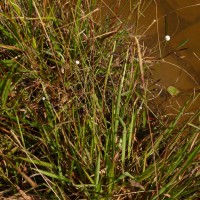 Eriocaulon sexangulare L.